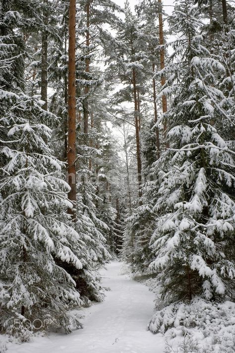 Winter Wood, Winter Love, Winter Wallpaper, Winter Magic, Winter Scenery, Winter Beauty, Snow Scenes, Winter Forest, Winter Pictures