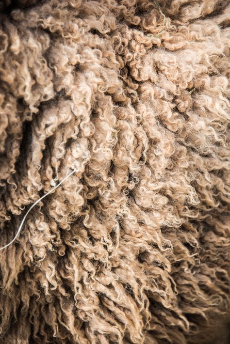 Sheep Farm Aesthetic, Sheep Aesthetic, Wool Aesthetic, Sheep Photography, Fur Aesthetic, Wool Photography, One Wild And Precious Life, Wild And Precious Life, Sheep Rug