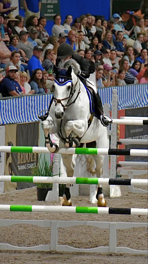 JSumbera Photography | This majestic white horse was the star of the show in the Grand Prix Show Jumping event   .unique photos of horses and beautiful places. horse , horse riding , horse lover , horse girl , equestrian , equine , equestrian life , equestrian lifestyle , showjumping , sports Grand Prix Show Jumping, Photos Of Horses, Unique Photos, Black Background Photography, Equestrian Lifestyle, Equestrian Life, Equine Photography, Show Jumping, Horse Care