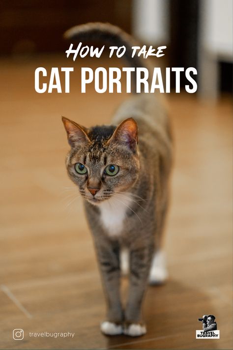 A cat standing in the living room with the tail up, shallow depth of field focus on her face Kitten Photography Ideas, Cat Picture Ideas, Diy Cat Photoshoot, Cat Portraits Photography, Cat Photoshoot Ideas, Cat Photography Ideas, Wedding Ephemera, Taking Cat, Cat Photoshoot