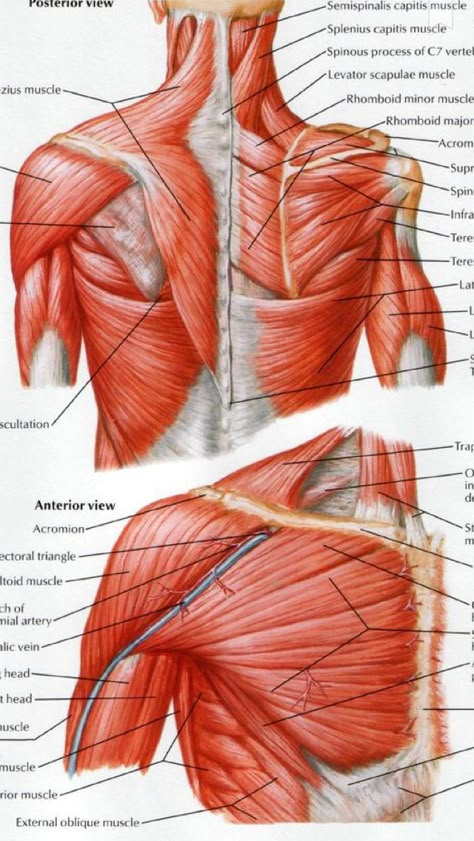 Shoulder muscles diagram Anatomy Muscles Study, Shoulder Muscles Anatomy, Shoulders Anatomy, Back Muscles Anatomy, Muscles Study, Muscles Diagram, Anatomy Shoulder, Anatomy Exercise, Deltoid Muscle