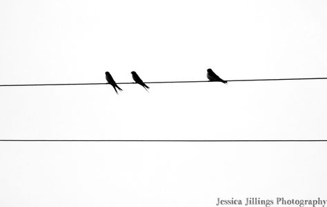 Birds on a wire Birds Sitting, Birds On A Wire, Photography Studio, Studio Photography, Cool Tattoos, Tatting, Line Art, Tattoo Ideas, Birds