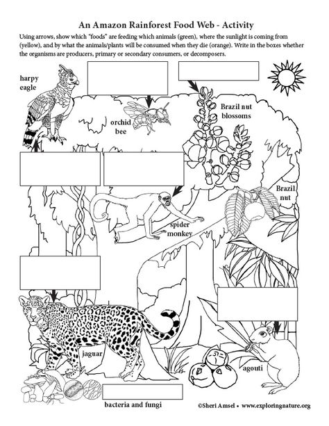 Rainforest Food Web, Rainforest Food Chain, School Diorama, Food Web Activities, Amazon Rainforest Animals, Art Worksheets Printables, Diorama Project, Food Webs, Web Activity