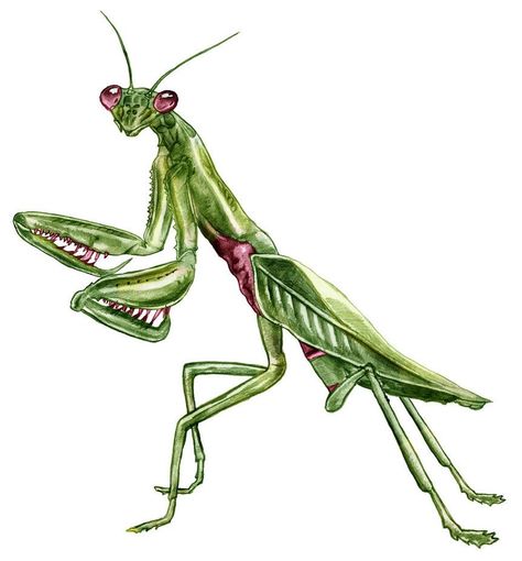 Praying Mantis Drawing, Mantis Drawing, Pray Wallpaper, Mantis Tattoo, Insect Tattoo, Bug Tattoo, Bug Art, Drawing Wallpaper, Praying Mantis