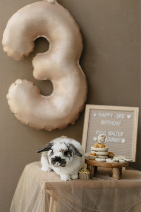 Pet Bunny Photoshoot, Pet Birthday Photoshoot, Bunny Photoshoot Ideas, Rabbit Photoshoot, Bunny Photoshoot, Pet Photoshoot, Bunny Things, Bunny Pet, Bunny Photo