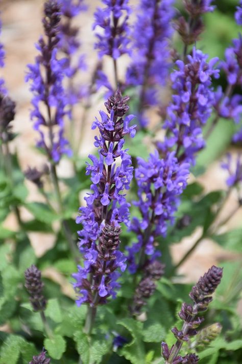 Click to view a full-size photo of Spring King Mini Meadow Sage (Salvia nemorosa 'Spring King Mini') at Glen Echo Nurseries Mini Meadow, Meadow Sage, Salvia Nemorosa, Indoor Tropical Plants, Glen Echo, Fruit Bushes, Full Size Photo, Flower Boutique, Flowering Shrubs