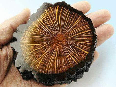 Polished Wood, Sugi Ban, Shou Sugi Ban, Wood Disc, Got Wood, Wood Works, Wood Polish, Wood Creations, Wood Ideas