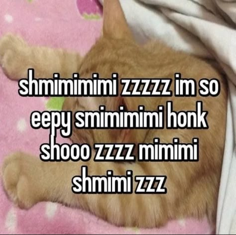 Sleep Now Reaction Pic, Sleeping Reaction Image, Silly Sleeping Cat, Silly Cat Sleeping, How To Say Yes To A Suitor, Honk Shoo Mimimi Cat, Eepy Cat Drawing, Sleepy Cat Reaction Pic, I Got Too Silly Cat