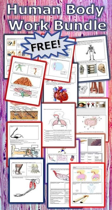 FREE Printable Human Anatomy Worksheet Pack - Homeschool Giveaways Human Body Unit Study, Human Body Worksheets, Human Body Science, Human Body Activities, Human Body Unit, Health Unit, Free Giveaways, Human Body Systems, Human Anatomy And Physiology