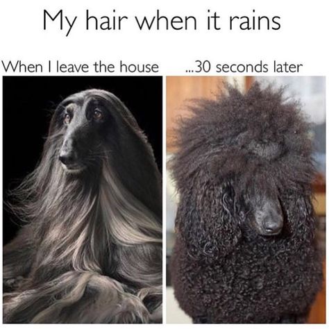 Don't let bad weather stop you from being great Hair Meme, Funny Memes About Life, Curly Hair Problems, Funny Memes About Girls, Hair Quotes, Types Of Hair, Girl Memes, Clean Humor, Morning Humor