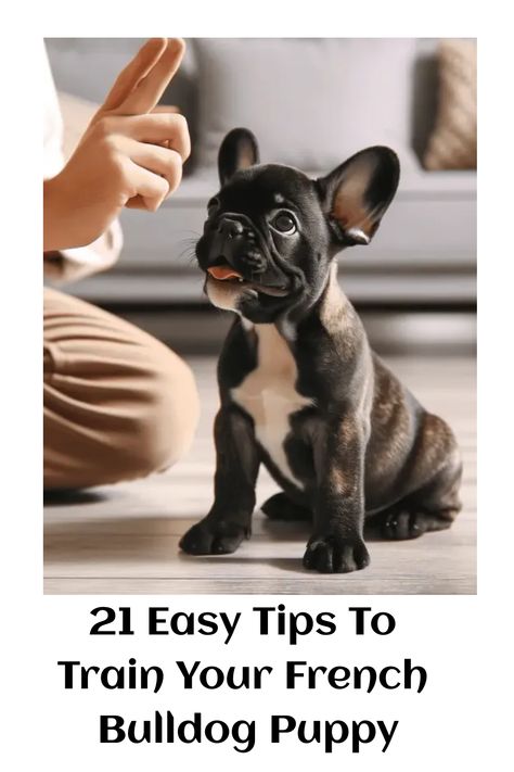 21 Easy Tips To Train Your French Bulldog Puppy Frenchie Puppy Training, French Bulldog Puppy Care, How To Train A French Bulldog Puppy, French Bulldog Puppy Feeding Schedule, Best Food For French Bulldog Puppy, Grey French Bulldog Puppy, French Bulldog Names Girl, Frenchie Bulldog Puppy, French Bulldog Information