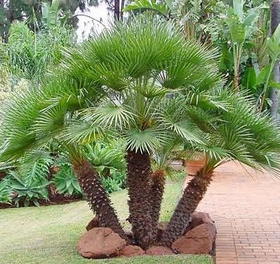 European Fan Palm, Cold Hardy Palm Trees, Palm Trees Garden, Port Melbourne, Desert Trees, Outdoor Makeover, Palm Tree Pictures, Palm Trees Landscaping, Small Palm Trees