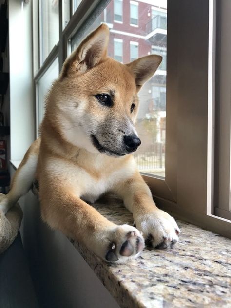 Zack loves the window ledge : shiba American Dingo, Carolina Dog, Shiba Inu Puppy, Shiba Inu Dog, Wild Dogs, Baby Dogs, Shiba Inu, Mans Best Friend, Animals Friends