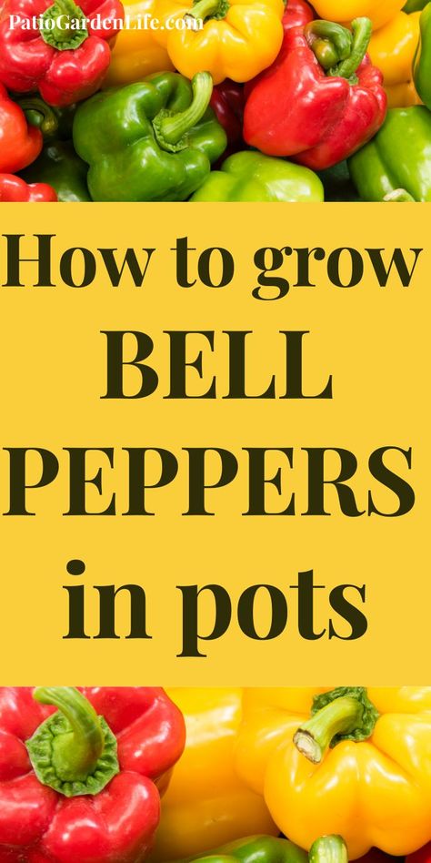 Growing Bell Peppers In Pots, Peppers In Pots, Growing Peppers In Containers, Planting Bell Peppers From Seeds, Growing Bell Peppers In Containers, Planting Peppers In Pots, Growing Red Bell Peppers, How To Grow Bell Peppers From Seeds, How To Grow Bell Peppers