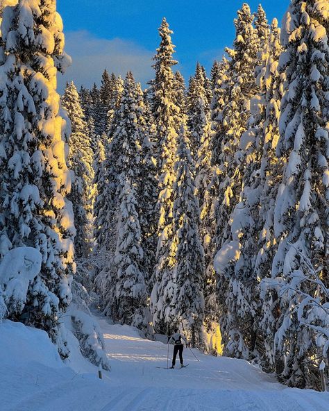 #xcskiing #snow #christmasaesthetic Norwegian Culture Aesthetic, Norwegian Winter, Norwegian Culture, Norwegian Wood, Anna Frozen, Norway, Skiing