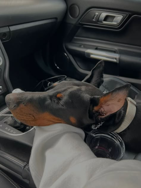 Dobber Man Dog Aesthetic, Doberman Puppy Aesthetic, Doberman Pinscher Aesthetic, Dobber Man, Evan Zanders And Stevie Shay, Zanders And Stevie, Doberman Aesthetic, Stevie Shay, Evan Zanders