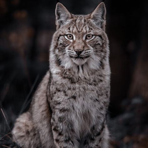 Lynx Aesthetic Dark, Lynx Side Profile, Bobcat Aesthetic, Lynx Aesthetic, Rainforest Birds, Aesthetic Animals, Animals Information, Majestic Animals, Cute Wild Animals