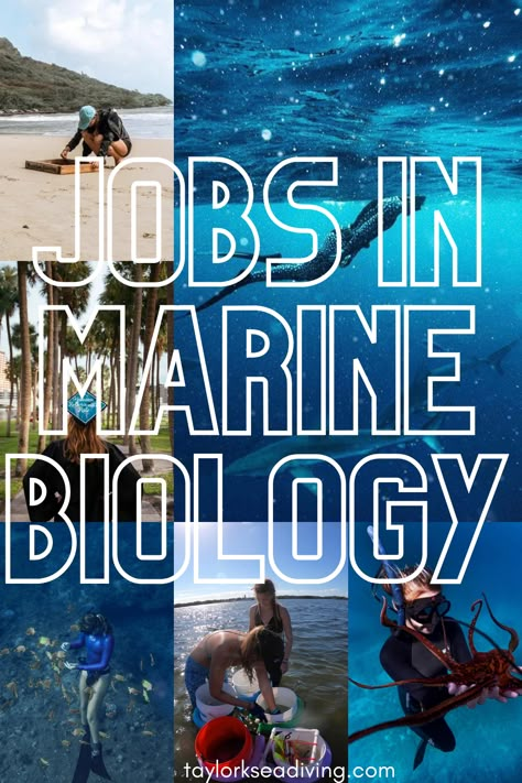 Ocean Jobs Marine Biology, Marine Biology Background, Marine Biology Hawaii, How To Become A Marine Biologist, Hawaii Marine Biology, Marine Biology Career, Ocean Jobs, Beach Jobs, Marine Biology College