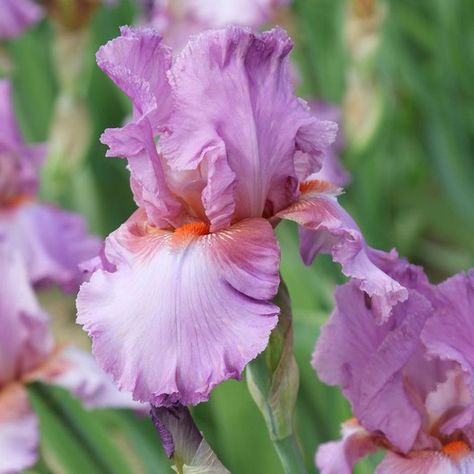 Bearded Iris - PersianBerry | Fall Flower Bulbs | Eden Brothers Iris Bulbs, Purple Flowering Plants, Fall Perennials, Iris Rhizomes, Easy Perennials, Purple Petals, Spring Gardens, Perennial Bulbs, Lily Bulbs