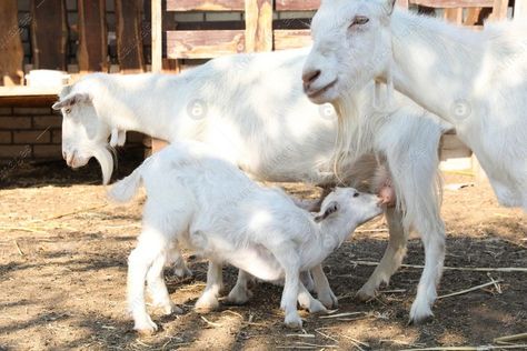 Goat feeding baby on farm. Animal husbandry Feeding Goats, Wild Animals Photos, Animal Husbandry, Feeding Baby, Studying Life, Farm Animal, Animals Images, Animal Photo, Baby Feeding