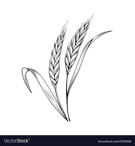 Wheat Sketch, Wheat Drawing, Wheat Tattoo, Monochrome Drawing, Hummingbird Tattoo, Hand Drawn Vector Illustrations, Girly Tattoos, Bakery Shop, Hand Drawn Vector