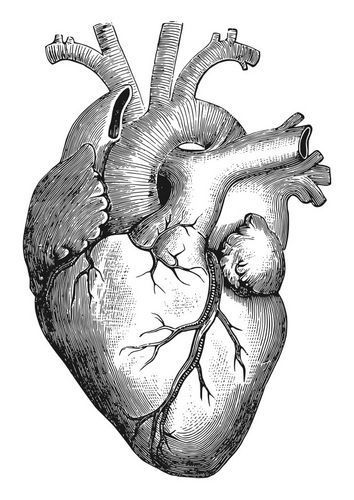 Human Heart Drawing, Grafika Vintage, Desen Realist, The Human Heart, Heart Anatomy, Couple Drawing, Drawing Eyes, Siluete Umane, Original Ink Drawing