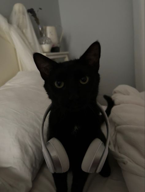 Black Cat Listening To Music, Cat Music Aesthetic, Black Cat With Headphones, Black Cat With Glasses, Cat With Headphones, Sheldon The Tiny Dinosaur, Cat Headphones, Black Cat Aesthetic, Cat Profile