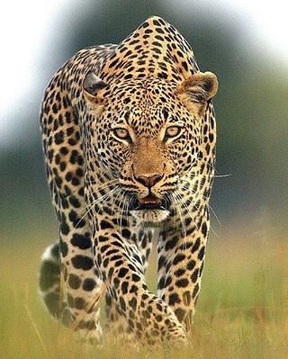 2,015 Likes, 8 Comments - Destination Wild (@destination_wild) on Instagram: “Stalking leopard Photo by ©Michael Poliza  #Destination_wild” Funny Wildlife, Majestic Animals, Cheetahs, Large Cats, Wildlife Animals, African Animals, Leopards, Animal Planet, Exotic Pets