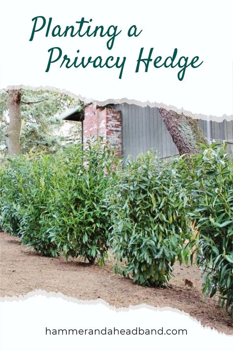 Skip laurel shrubs in privacy hedge Holly Privacy Hedge, Bushes For Fence Line, Deer Resistant Privacy Hedge, Skip Laurel Hedge Privacy Screens, Laurel Hedge Ideas, Skip Laurel Landscape, Skip Laurel Hedge, Corner Lot Landscaping For Privacy, Mixed Privacy Hedge