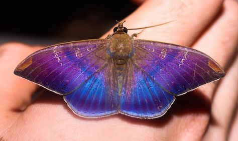 Erebid Moth Purple Moth, Moth Species, Colorful Moths, Cute Moth, Moth Wings, Butterfly Species, Moth Tattoo, Bee Inspired, Beautiful Bugs