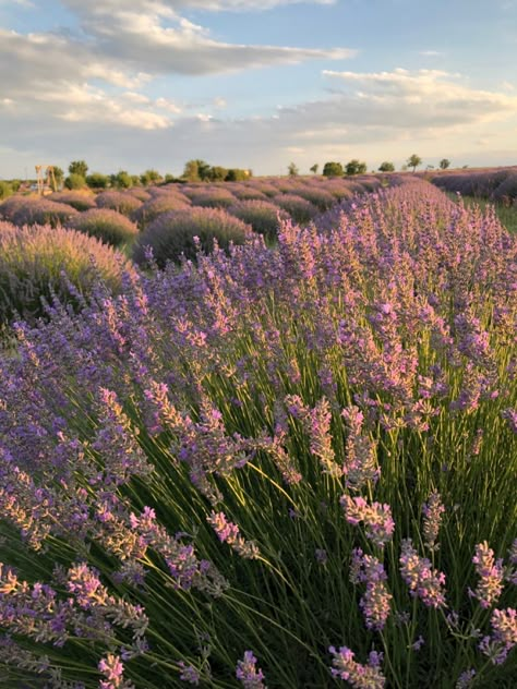 Light Flowers Aesthetic, Lavanda Aesthetic, Wild Lavender, Spring Scenery, Lavender Aesthetic, Lavender Field, Adventure Aesthetic, Lavender Plant, Pretty Landscapes