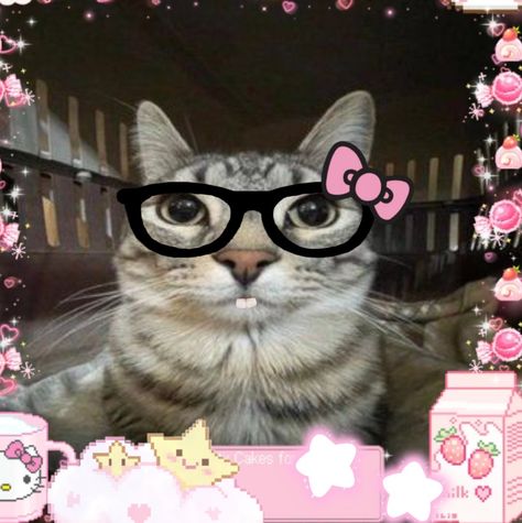 Cute Animals With Glasses, Blonde Hello Kitty, Hello Kitty With Glasses, Kitty With Glasses, Animals With Glasses, Glasses Wallpaper, Silly Kitties, Cat Pfp, Ethereal Makeup