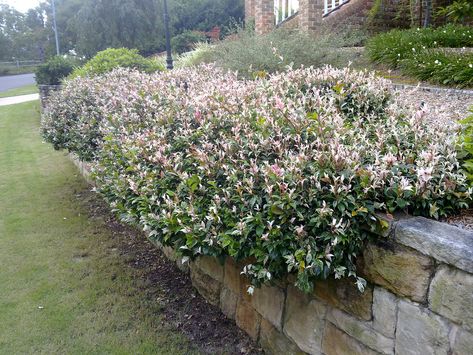 not Trachelospermum jasminoides "Variegata" as some resources indicate;  cf photo of Trachelospermum jasminoides "Variegata" Pool Plants, Trachelospermum Jasminoides, Windsor House, Courtyard Gardens Design, Low Maintenance Garden, Modern Tropical, Courtyard Garden, Plant Species, All About Plants