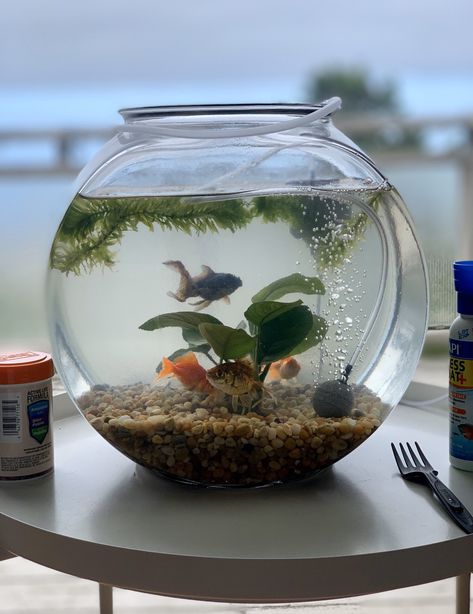 Fish Pet Bowl, Fish Bowls Ideas, Fishbowl Decoration Ideas, Goldfish Bowl Ideas, Fishbowl Aesthetic, Fish Bowl Aesthetic, Pet Fish Bowl, Fishbowl Ideas, Fish Bowl Ideas