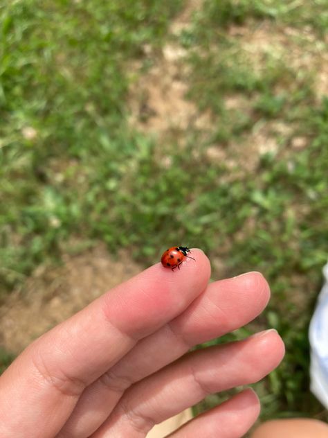 Ladybug On Hand, Ladybug Cake Ideas, Aesthetic Miraculous Ladybug, Ladybird Aesthetic, Tattoo Ladybug, Ladybug Images, Ladybug Photography, Ladybug On Flower, Bug Aesthetic