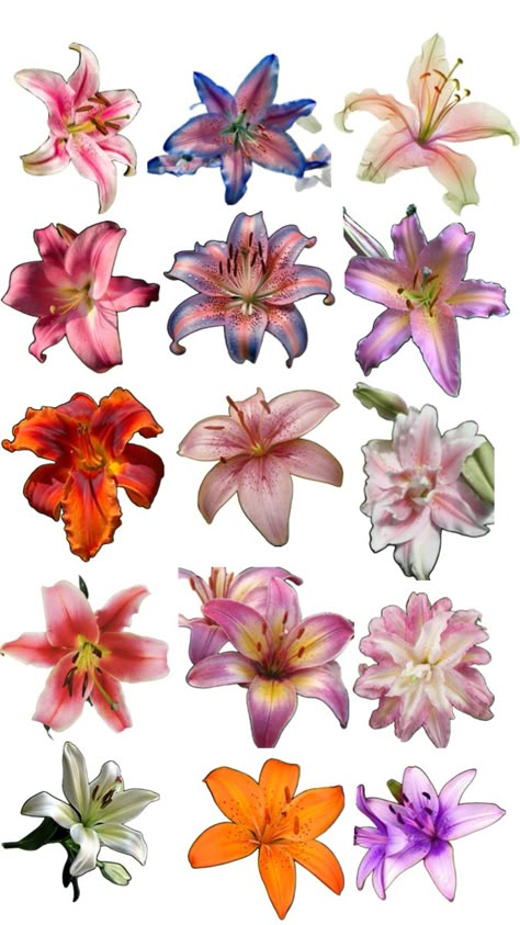 #lily #collages #lilyaesthetic #aestheticflowers #lilycollages #flowers #aesthetic Color Wheel Art Projects, Scrapbook Printing, Pixel Drawing, Flower Collage, Flower Icons, Graphic Poster Art, Art Tools Drawing, Scrapbook Materials, Watercolor Painting Techniques