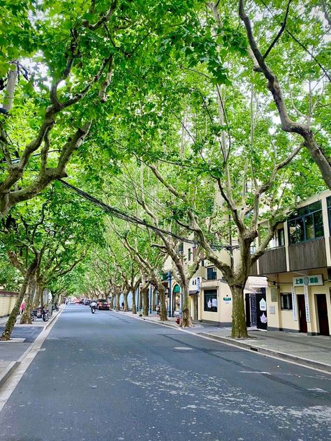 Tree Town, Streetscape Design, Badakhshan Afghanistan, Landscape And Urbanism Architecture, Canada Pictures, City Decor, Building Aesthetic, City Layout, Street Trees