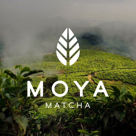 Logos & Design Inspiration on Instagram: “@type2_design - Moya Matcha . Moya Matcha is a high quality organic Japanese matcha green tea originating from Uji in Kyoto Prefecture. At…” Matcha Logo Design, Tea Branding Design, Tea Brand Logo, Leaves Graphic Design, Tea Logo Design, Matcha Shop, Tea Branding, Leaf Geometric, Tea Website