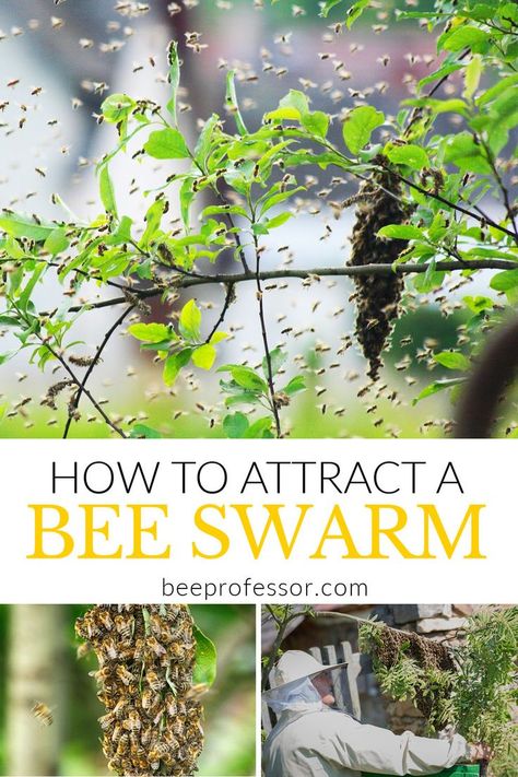 attracting a bee swarm Honey Bee Swarm, Bee Hives Boxes, Swarm Of Bees, Feeding Bees, Bee Activities, Wild Bees, I Attract, Bee Swarm, Bee Colony