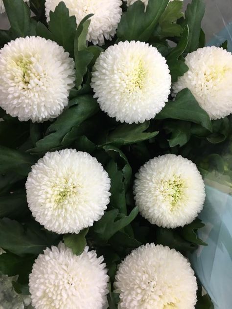 chrysanthum pom pom White Pom Pom Flower, Pom Pom Chrysanthemum Flower, Washington Gardening, Pom Pom Chrysanthemum, Pom Pom Flowers, Flower Varieties, Prairie Garden, Florist Shop, Chrysanthemum Flower