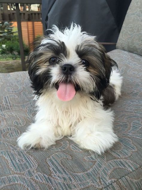 Shitzu Dogs, Shitzu Puppies, Havanese Puppies, Fluffy Puppies, Cute Dog Photos, Puppies And Kitties, Puppy Play, Shih Tzu Puppy, Teacup Puppies