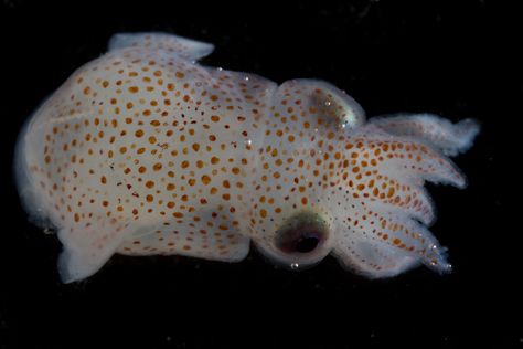 Squid Photography, Cute Squid, Baby Squid, Cool Fish, Deep Sea Creatures, Bio Art, Underwater Creatures, Animal Facts, Creature Feature