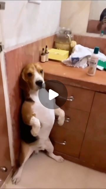 4,481 likes, 33 comments - funny_animals_l8l on June 7, 2024: "Dogs 🆚 cats 🥰❤️😍💕😂🤪🐾🐕🐩🐶🦴#dog #cat #funny". Funny Dog Cat Videos, Cute Animals In Clothes, Dog And Cat Videos Funny, Animal Humor Hilarious, Funny Animal Photos Hilarious, Weird Wallpapers Funny, Animals Being Funny, Funny Cats And Dogs Videos, Funny Animal Videos Dogs