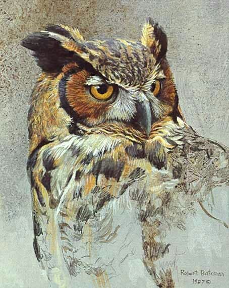 Owl Study, Robert Bateman, Owl Images, Owls Drawing, Great Horned Owl, Wildlife Paintings, 수채화 그림, Owl Painting, Arte Sketchbook