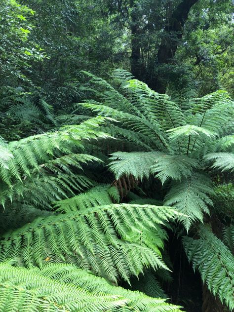 Fern Aesthetic, 30 Day Art Challenge, Fern Forest, Random Aesthetics, Art Challenge, In The Forest, Art Project, The Forest, Drawing Ideas