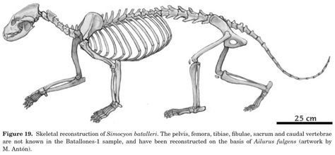 simocyon - Pesquisa Google Red Panda Skeleton, Panda Skeleton, Red Pandas, Red Panda, Life Drawing, Art Inspo, Skeleton, Humanoid Sketch, Drawings