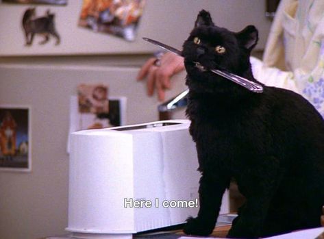 9,307 Likes, 39 Comments - Salem Saberhagen (@salemthecatfanpage) on Instagram: “Weekend attitude 💯✨🖤 #mood . . . . #sabrinatheteenagewitch #salem #salemthecat #salemsaberhagen…” Salem The Cat, Salem Saberhagen, Salem Cat, A Black Cat, Wall E, Cat Quotes, Cute Memes, Silly Cats, Spirit Animal