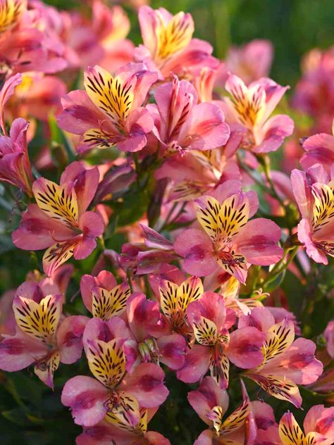 We are obsessed with the patterns on the blooms of Alstroemeria!! Have you ever grown it before? 🌱 #Florissa Alstroemeria Aesthetic, Summer Gardening, Summer Garden, Pinterest Board, Have You Ever, Floral Design, Flowers, Floral, Pattern