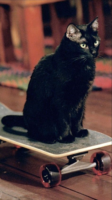 Witch Fits, Salem The Cat, Salem Cat, Cat Voice, I Miss My Cat, Sabrina Witch, Sabrina The Teenage Witch, Black Cat Aesthetic, Pictures Blue