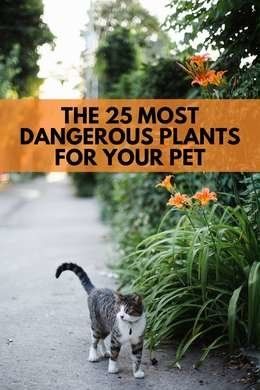 Toxic For Cats, Dangerous Plants, Dog Safe Plants, Toxic To Cats, Common Garden Plants, Toxic Plants For Cats, Toxic Plants, Elephant Plant, Pictures Of Plants